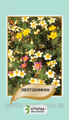 Насіння квітів Лептосифон Агропак плюс Т