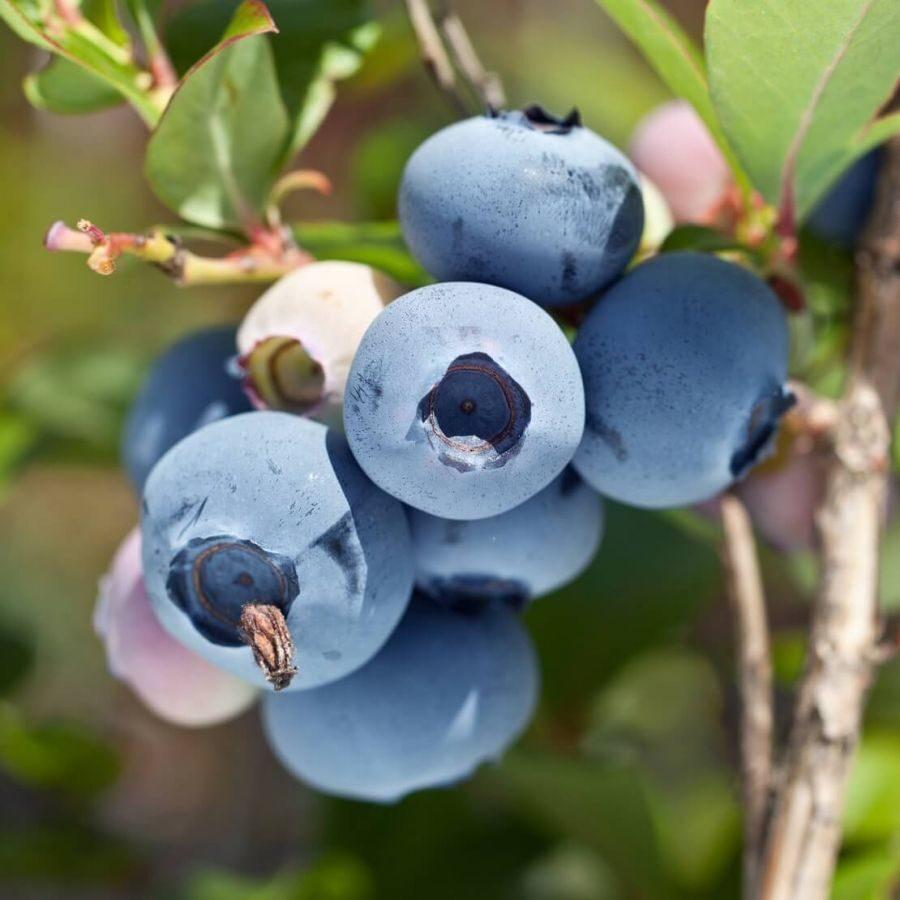 Саджанці Лохини Ліберті (Liberty) - пізня, крупноплідна, транспортабельна Р9, фото 1