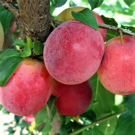 Саджанці Аличі Сигма - середнього терміну, урожайна, зимостійка