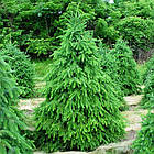 Саджанці Ялини сербської (Picea omorika) 3-х річна С3, фото 2