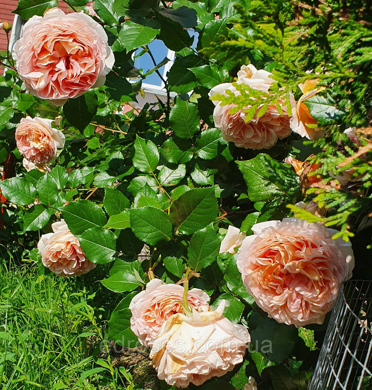 Абрахам Дерби (Abraham Darby) - фото 7 - id-p959178720