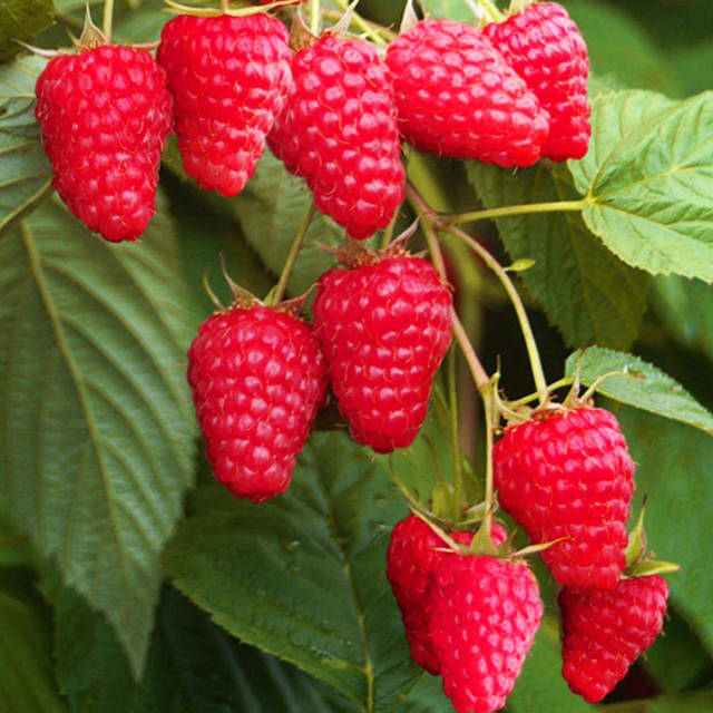 Фаина қалай ренжіді