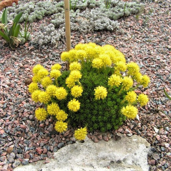 Саджанці Ломикамені Арденса жовта (Saxifraga Arendsii) Р9