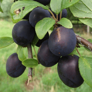Саджанці Абрикоса Коренівський Чорний - середній, урожайний, зимостійкий