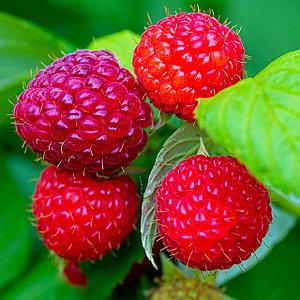 Саджанці малини Моллінг Джуно (Malling Juno) - дуже рання, солодка, крупноплідна, безколючкова,, фото 1