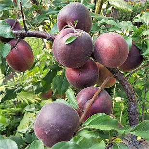 Саджанці Абрикоса Луганський Чорний - середній, урожайний, зимостійкий