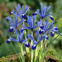 Луковиці Ірис Reticulata Clairette 5 шт.