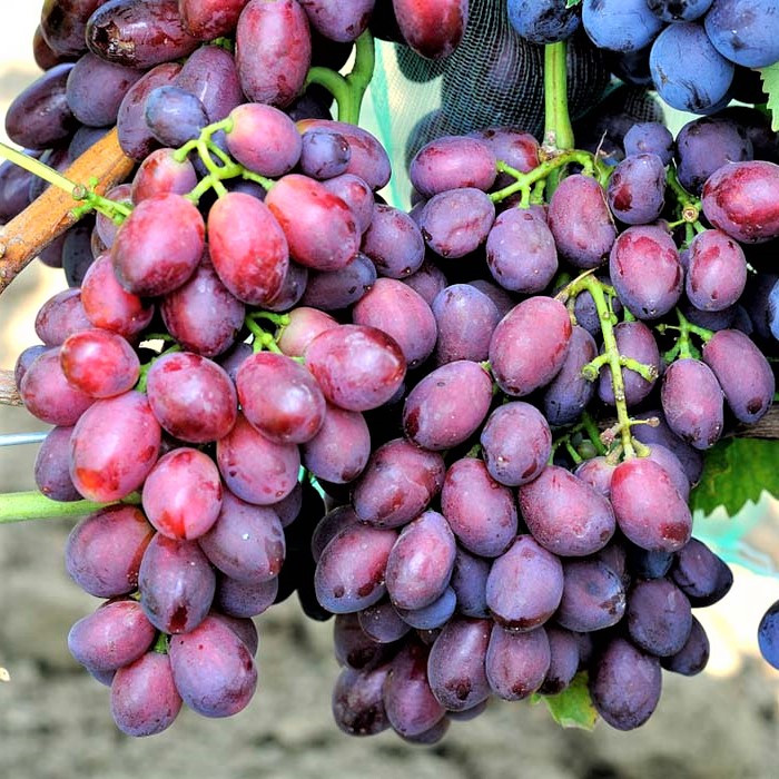 Саджанці Винограду Дунав - раннього терміну, транспортабельний, морозостійкий, фото 1