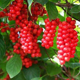 Саджанці лимонника китайського