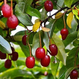 Саджанці Гумі