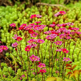 Саджанці Ломикамені Арденса червона (Saxifraga Arendsii) Р9