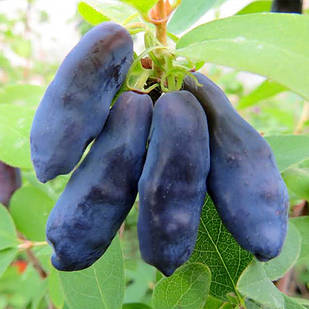 Саджанці жимолості їстівної Блакитний Банан - середньо-пізня, крупноплідна, десертна