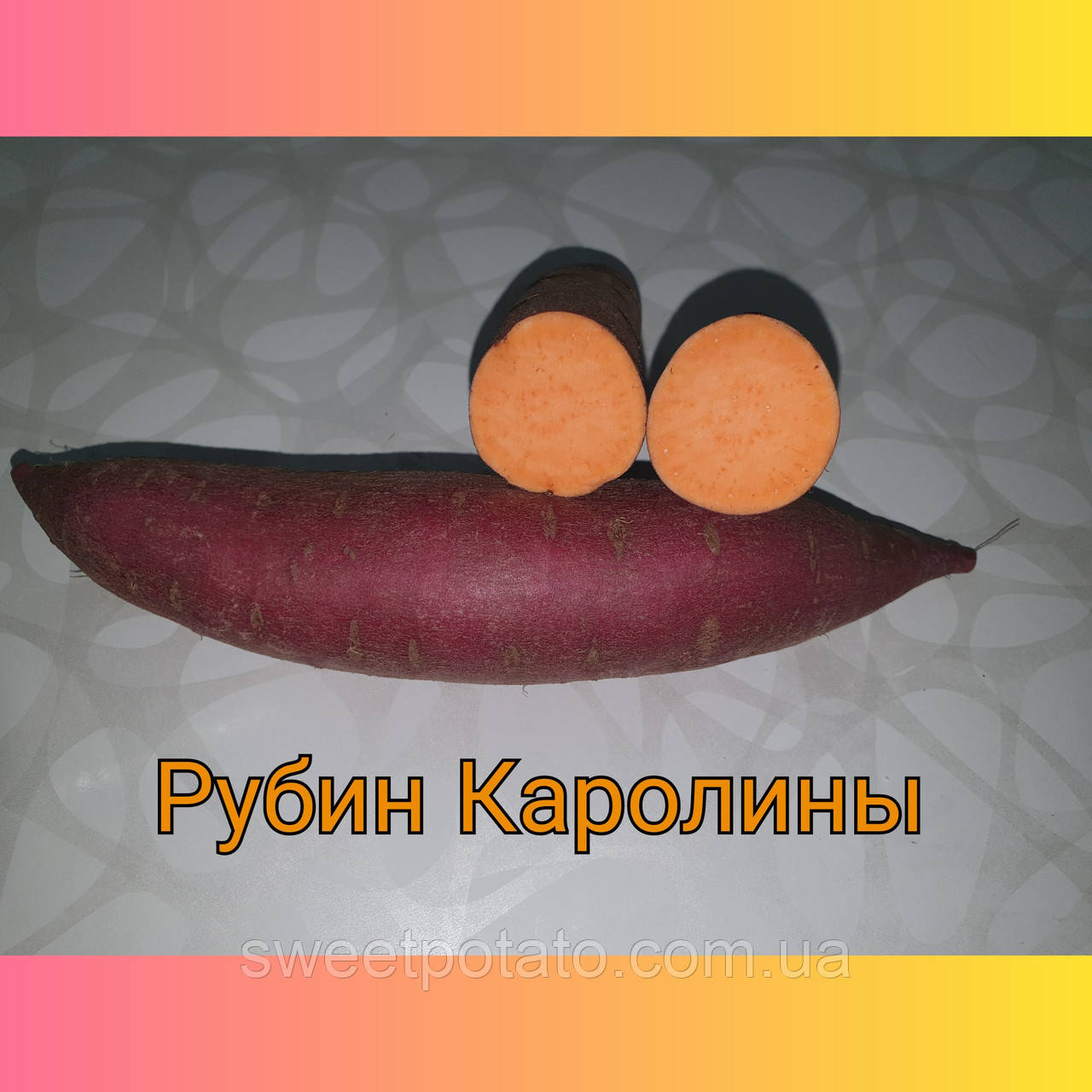Батат, сортовий насіннєвий коренеплід батата - сорт Рубін Кароліни з помаранчевою м'якоттю для розсади