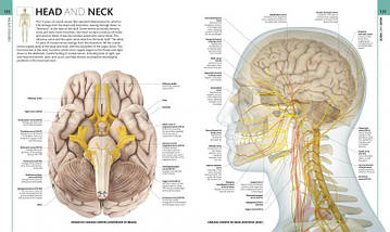 Human Anatomy. Alice Roberts, фото 2