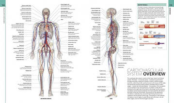 Human Anatomy. Alice Roberts, фото 3