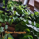 Батат, сортовий насіннєвий коренеплід батата - сорт Ліра з жовтою м'якоттю для розсади, фото 2