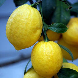 Однорічні саджанці лимона