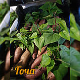 Сортовий батат, сорт Гоча з білою м'якоттю для розсади 🌿🍠🤍, 1 шт, фото 2