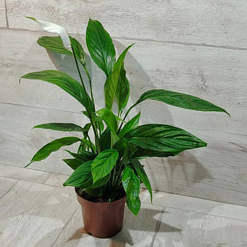 Спатифілум