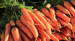 Морква "Нантська" (насіння 2 г)