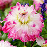 Георгіна Pink Petticoat клубінь, фото 3