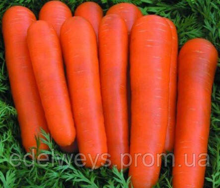 Морква солодка дитяча (насіння 2г)
