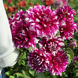 Георгіна Yarra Falls клубінь, фото 2