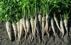 Петрушка коренева "Берлінська" (насіння 1г)