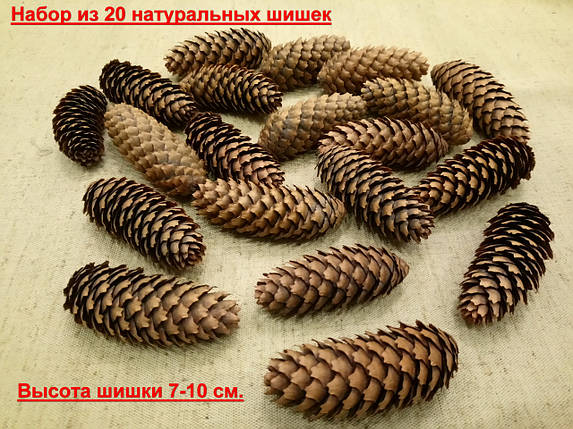 Шишки натуральні для новорічних іграшок і прикрас, набір 20 шт. (7-10см.), фото 1
