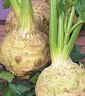 Селера коренева "Чорномор" (насіння 0,1 г)