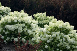 Гортензія морозостійка Bobo 2 річна, Гортензія волотиста Бобо, Hydrangea paniculata Bobo, фото 4