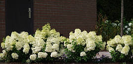 Гортензія морозостійка Bobo 2 річна, Гортензія волотиста Бобо, Hydrangea paniculata Bobo, фото 3
