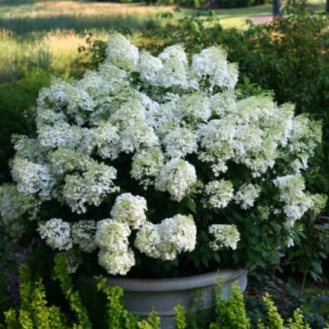 Гортензія морозостійка Bobo 2 річна, Гортензія волотиста Бобо, Hydrangea paniculata Bobo, фото 1