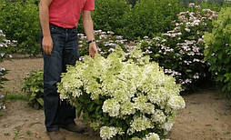 Гортензія морозостійка Bobo 2 річна, Гортензія волотиста Бобо, Hydrangea paniculata Bobo, фото 5