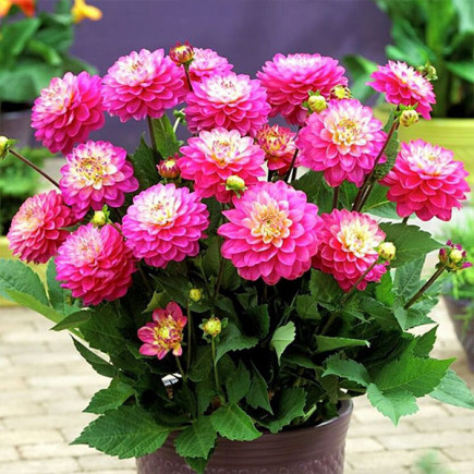 Георгина низькоросла Melody Pink Allegro клубінь, фото 1