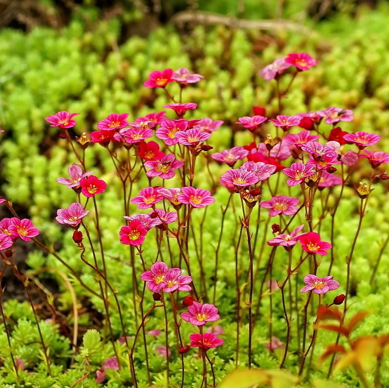 Саджанці Ломикамені Арденса червона (Saxifraga Arendsii)