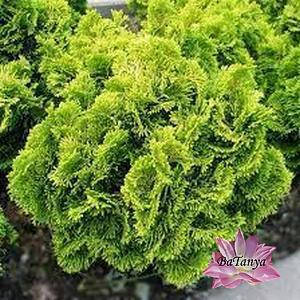 Кипарисовик туплисний Хебе (контейнер 1.5 л)