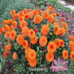 Хризантема корейська Мандаринка (зкс)