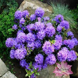 Азалія рододендрон Blue Tit