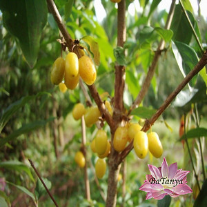 Кизил Бурштиновий, щеплений, фото 1