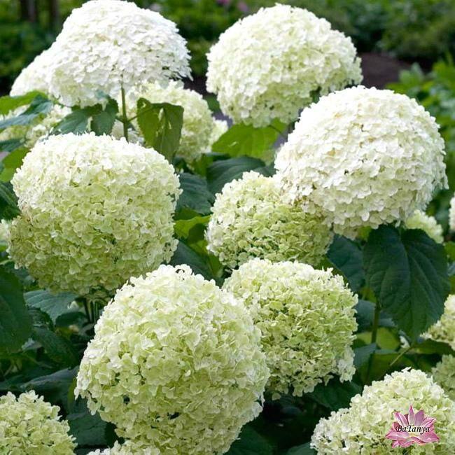 Гортензія деревоподібна Стронг Аннабель Strong Annabelle 1(контейнер 0,5л), фото 1