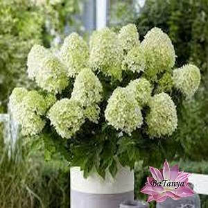 Гортензія метильчаста Little Spooky (Літл шпуки 8) контейнер 0,5 л