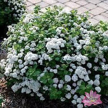 Спірея березолистная Тор (контейнер 0,5л)