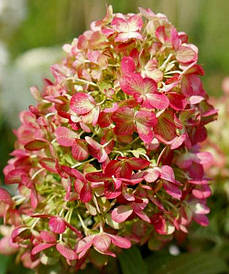 Гортензія метельчата Graffiti 4 річна, Гортензия метельчатая Граффити, Hydrangea paniculata Graffiti