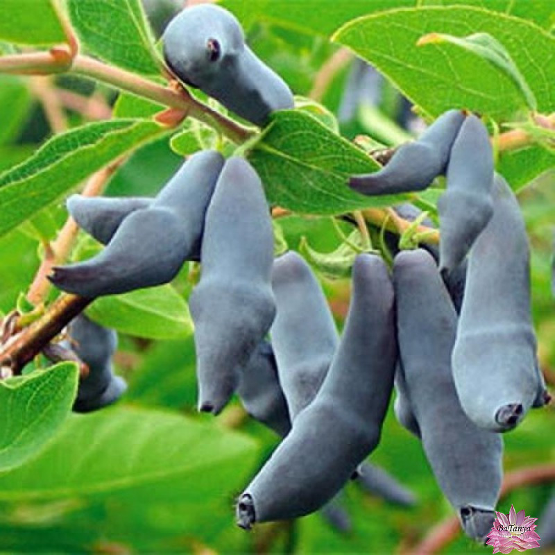 Жимолість Войтек, рання, 2 роки, фото 1