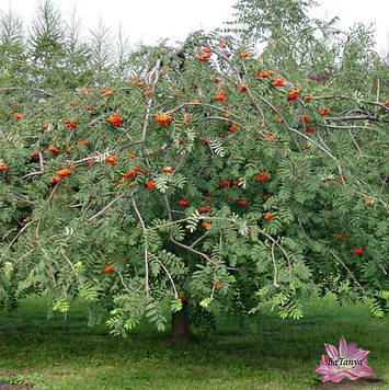 Рябіна плакар