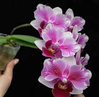 Орхідея підліток Fuller's miss/5001, горщик 1.7" без квітів
