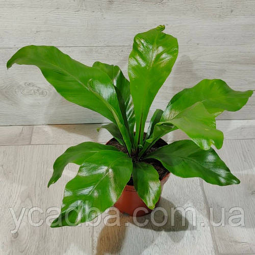 Купить Папоротник комнатный, цена 160 ₴ — Prom.ua (ID#1529477660)