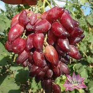 Виноград столовий Червоний перцевий (ранній), фото 1