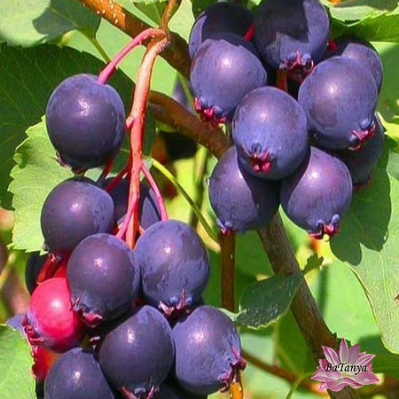 Ірга Смоуки (горшик 0.5л), фото 1